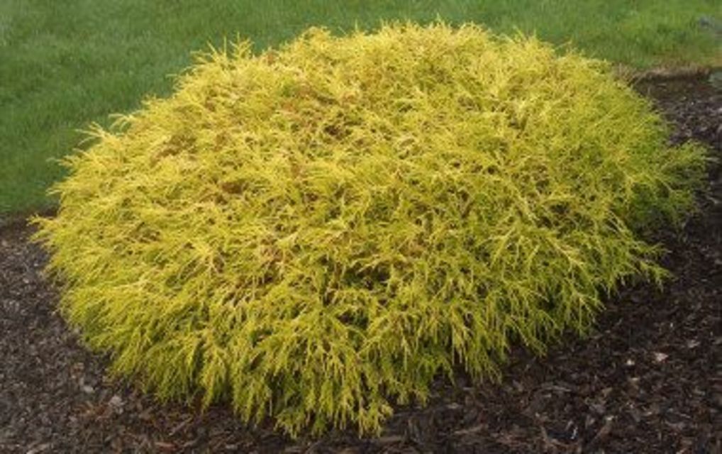 King's Gold Mop Cypress