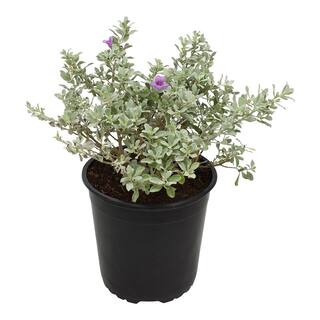 ALTMAN PLANTS 1 Gal. Leucophyllum Silverado Sage Color Plant 0881287