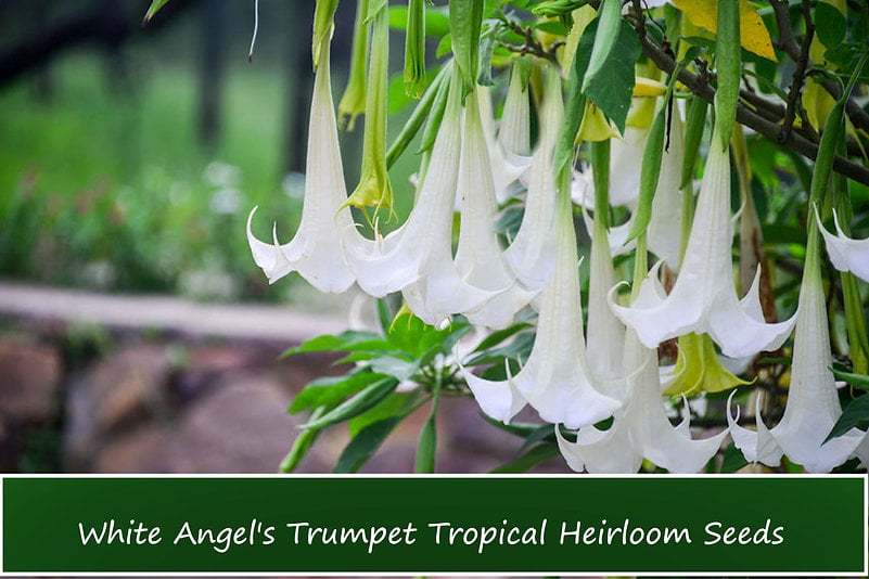 Tropical Seeds -Snow White Angels Trumpet - 10 Rare Seeds- -Container Plant or Outdoor Standard- Brugmansia suaveolens