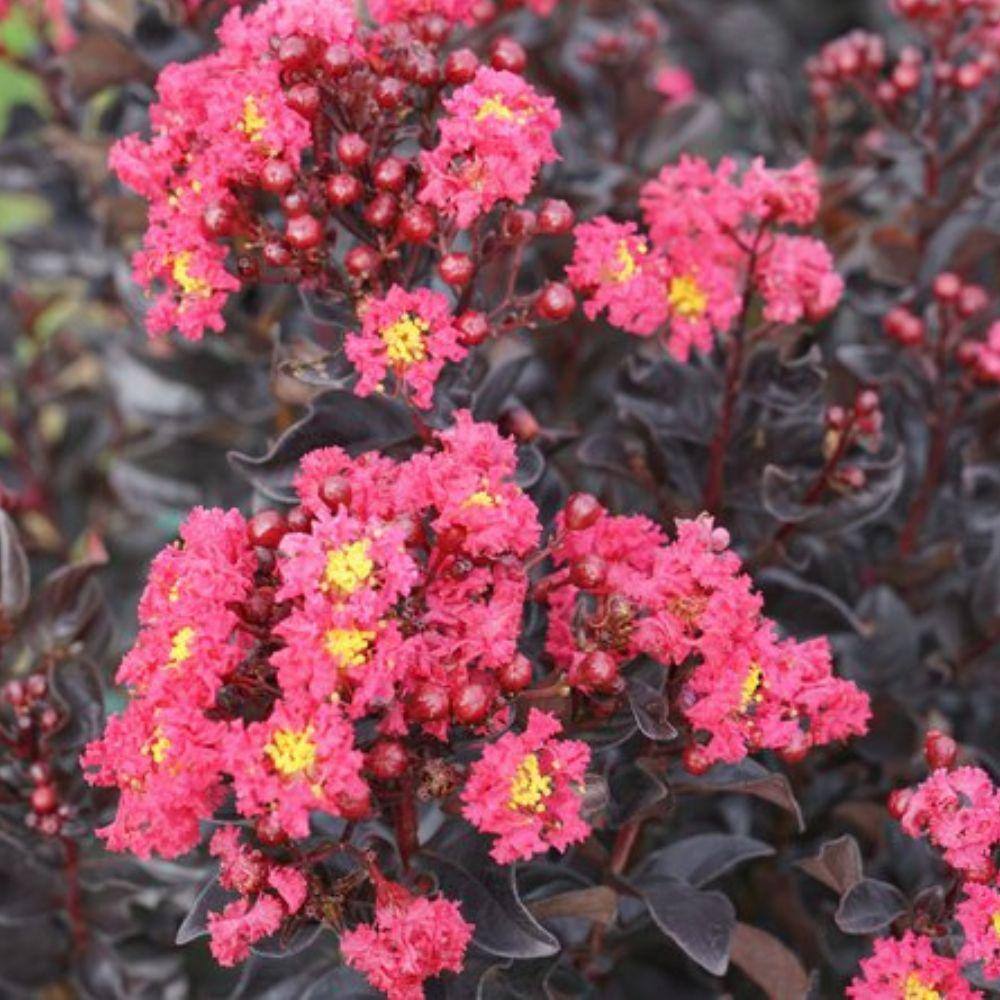 3 Gal. Pink Crape Myrtle Flowering Deciduous Tree with Pink Flowers CRMPWP03G