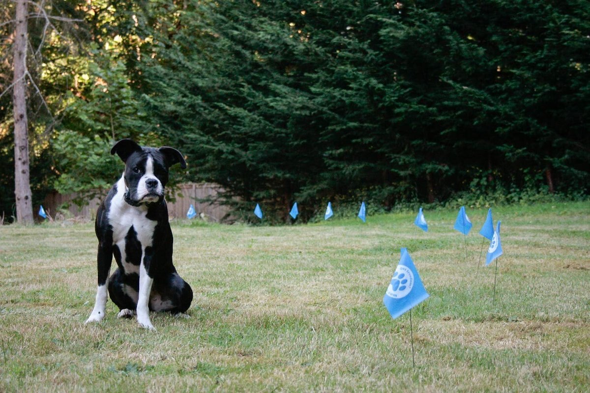 Educator By E-Collar Technologies Educator E-Fence Underground Fence Dog Containment System Boundary Wire Spool