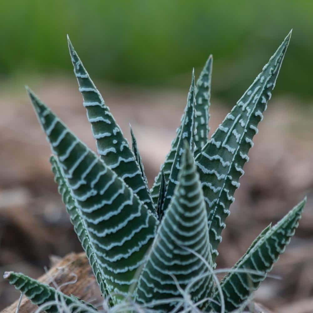 Costa Farms Haworthia Indoor Succulent Assortment in 4 in. Grower Pot Avg. Shipping Height 5 in. Tall  (3-Pack) 4SUCHAWGROW3PK