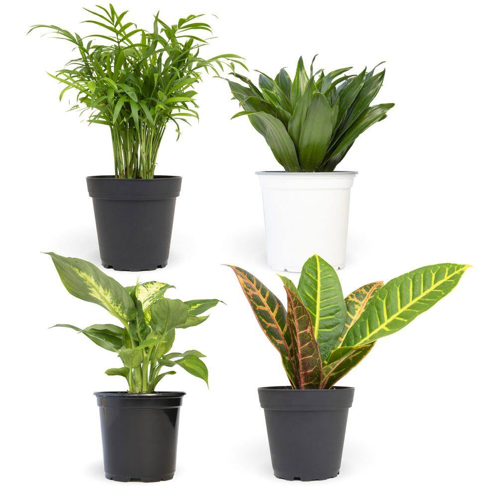 ALTMAN PLANTS 4.25 in. Foliage. Asst (4-Pack) 0881486