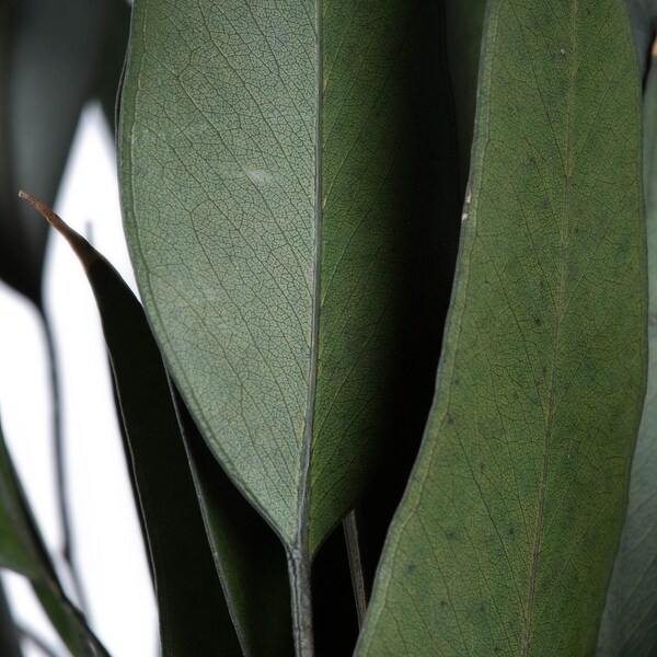 Vickerman 18 Green Weeping Willow Eucalyptus Foliage，5 oz Bundle，Preserved