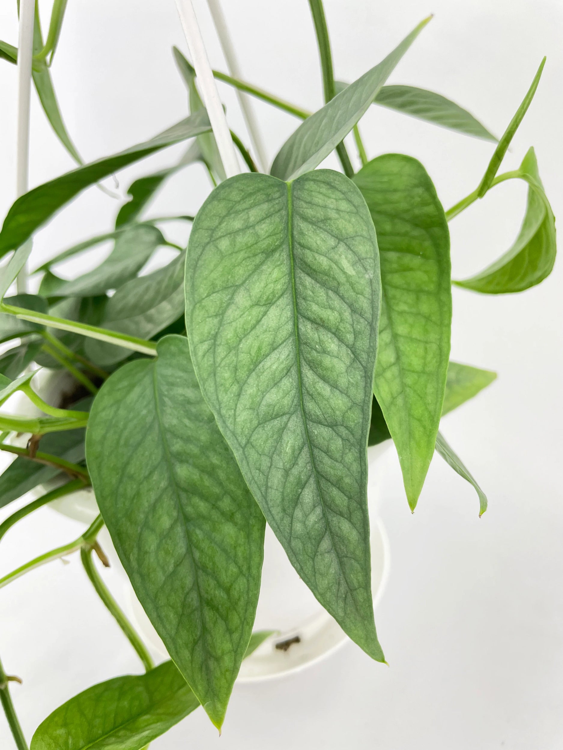 Epipremnum Pinnatum ‘Cebu Blue’ Pothos