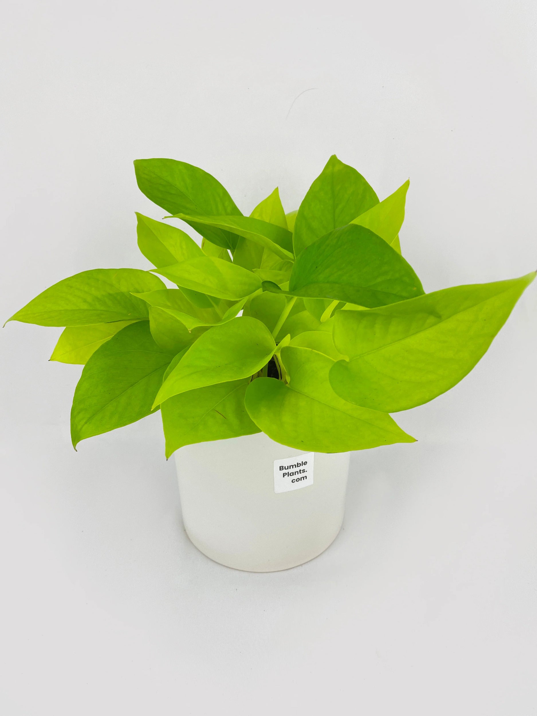 Neon Lemon Lime Pothos