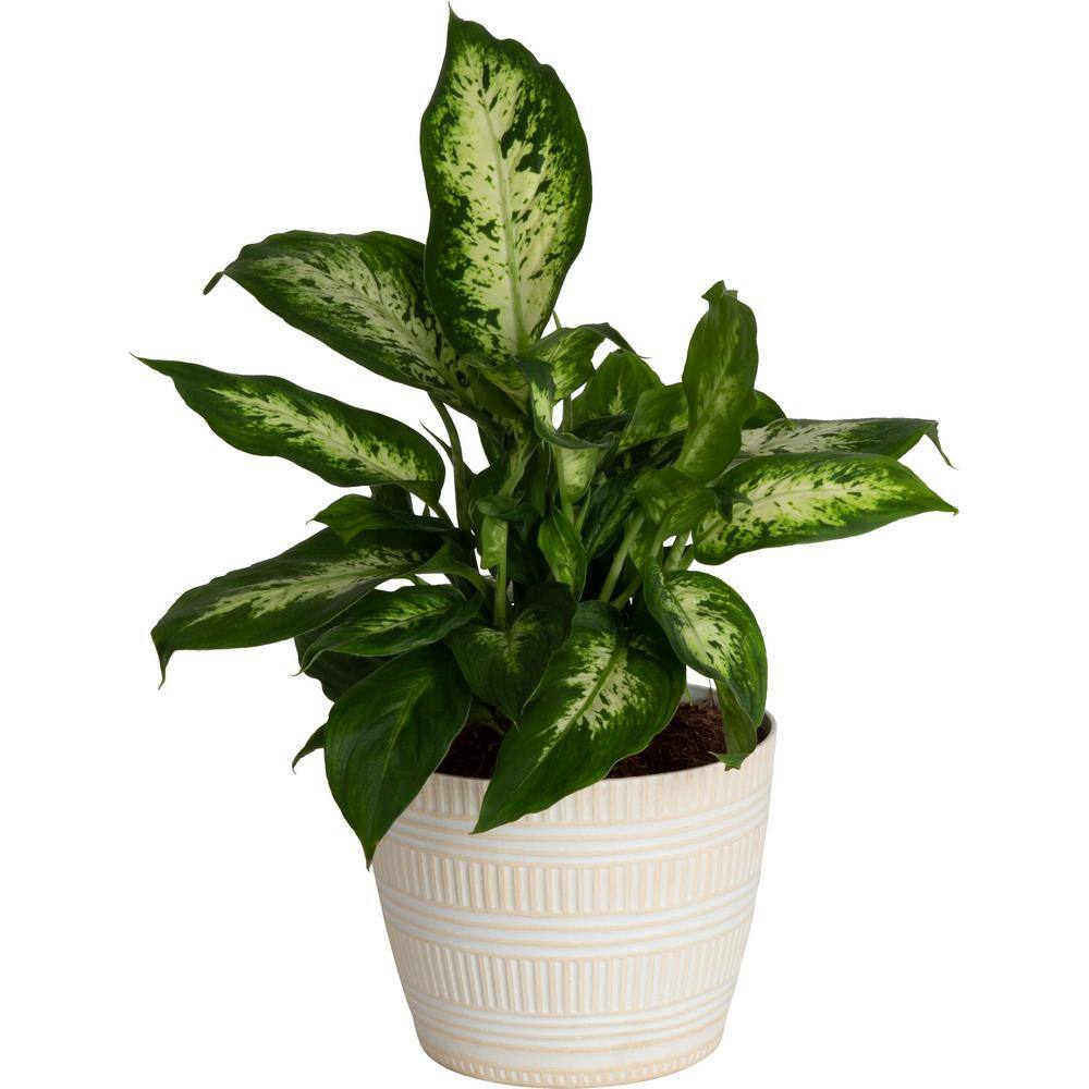 Costa Farms Dieffenbachia Dumb Cane Indoor Plant in 6 in. White Pot Average Shipping Height 1-2 ft. Tall CO.DF06.3.CYL