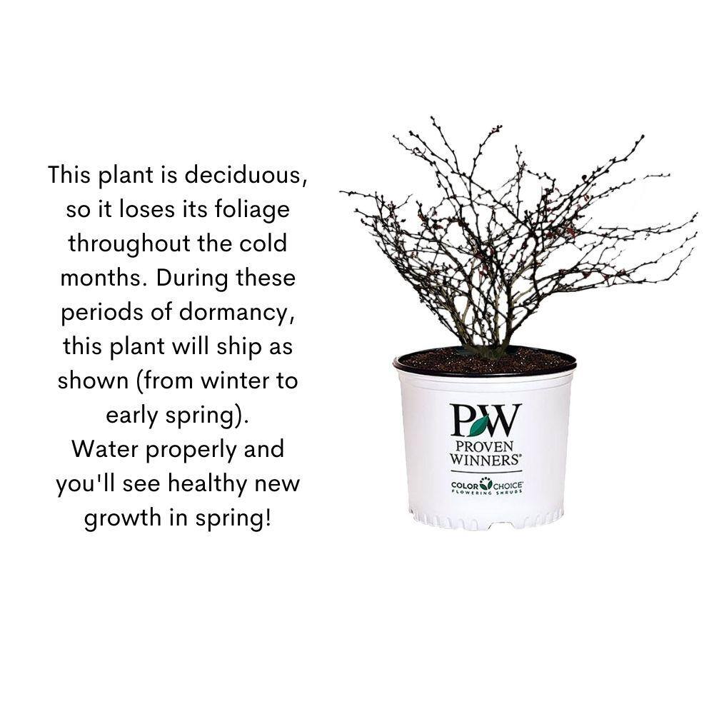 PROVEN WINNERS 2 Gal. Sunjoy Mini Maroon Barberry Plant with Deep Purple-Red Foliage 14735