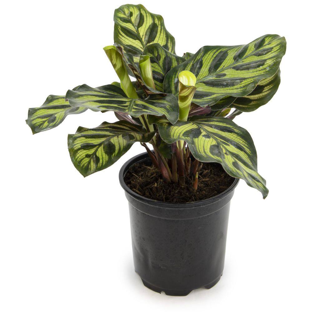 ALTMAN PLANTS 4 in. Calathea Asst (4-Pack) 0872717