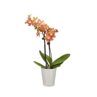 Just Add Ice Salmon 3 in. Orchid Plant in Ceramic Pot 312111