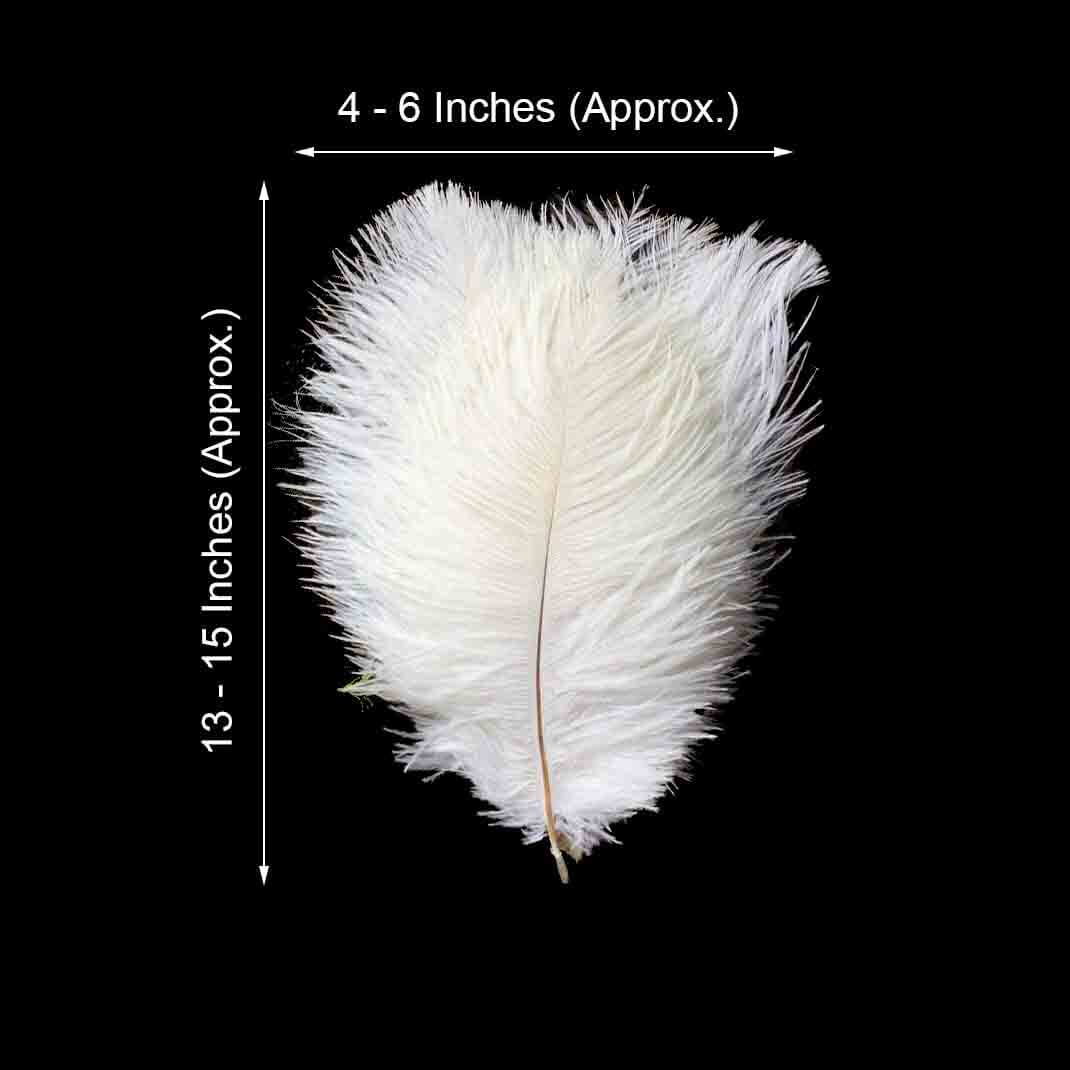 12 Pack White Natural Plume Real Ostrich Feathers, DIY Centerpiece Fillers 13