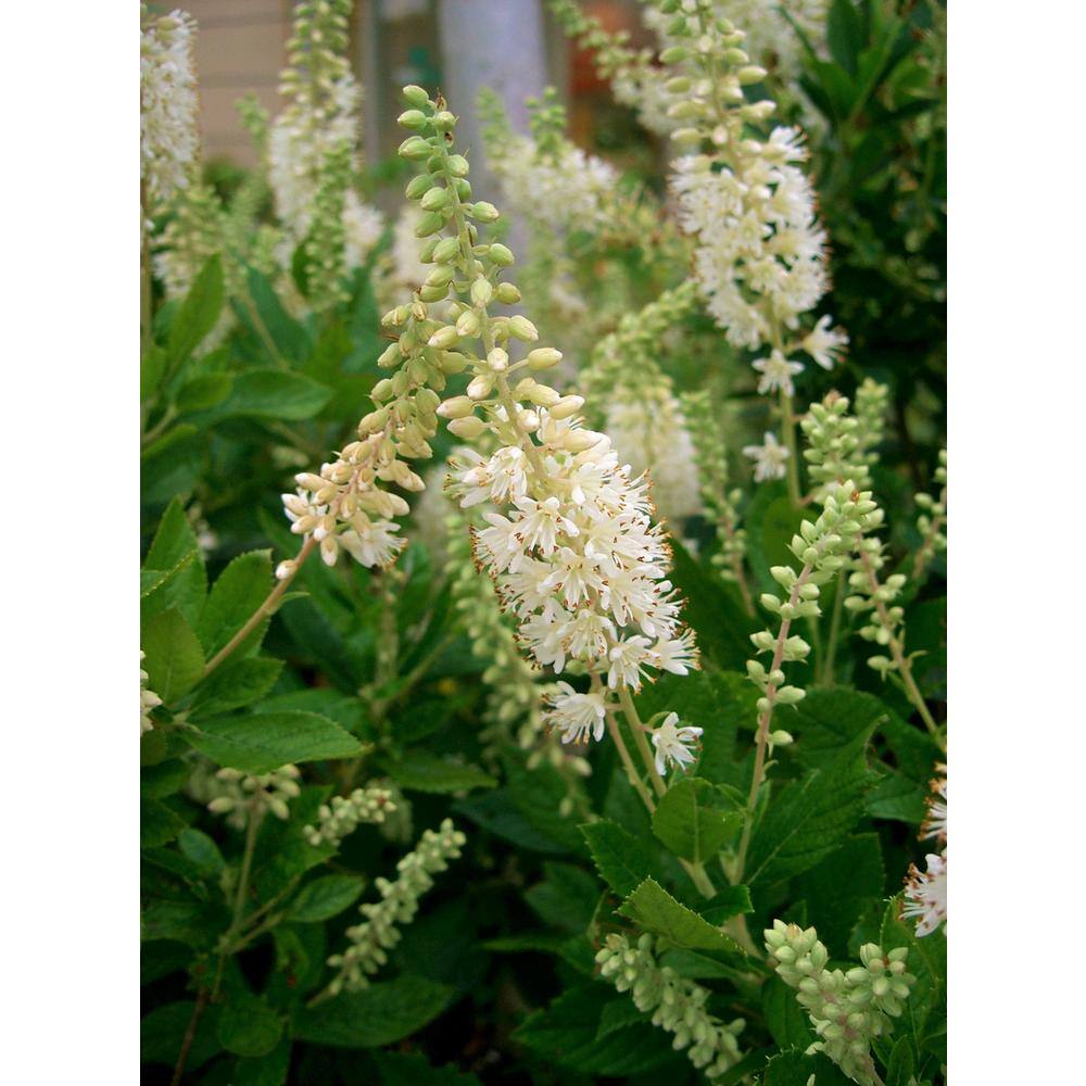 Online Orchards 1 Gal. 16-Candles Summersweet Shrub SBSS002