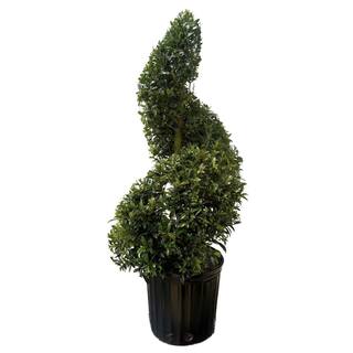 national PLANT NETWORK 3 Gal. Eugenia Spiral Topiary 36 in. HD1876