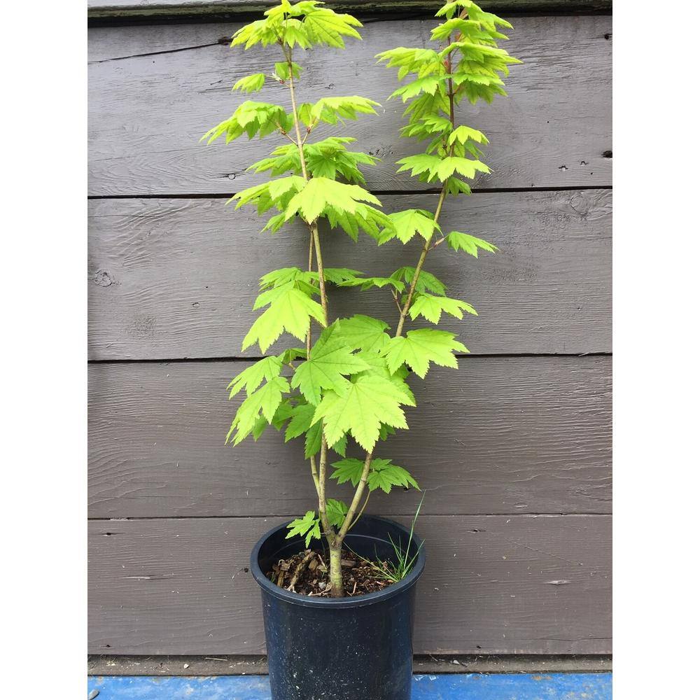 Online Orchards 1 Gal. Pacific Vine Maple Tree - Shade Loving Compact Form with Intricate Branching Patterns (2-Pack) SBAC001