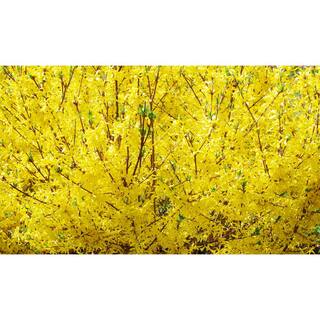 Online Orchards 1 Gal. Show Off Forsythia Shrub With Bright Honey-Yellow Flowers and Dwarfing Form SBFO002