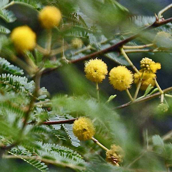 Acacia Nilotica, Babul, Kikar - 0.5 kg Seeds