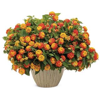 PROVEN WINNERS 4.25 in. Eco+Grande Luscious Basket Tangelo (Lantana Camara) Live Plant OrangeYellow Flowers (4-Pack) LANPRW4007504