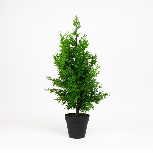 Leyland Cypress