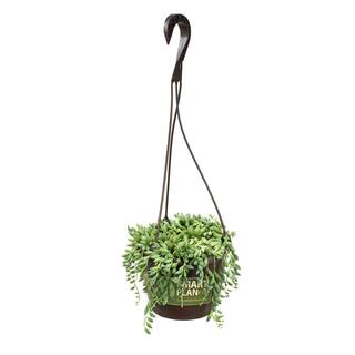 SMART PLANET 6 in. Senecio Hybrid Raindrops Hanging Basket 0883258