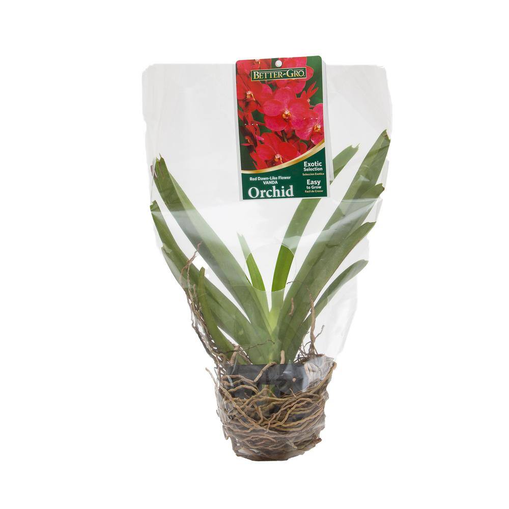 Better-Gro 4 in. Orchid Red Vanda Packaged Plant Plastic Basket 20327