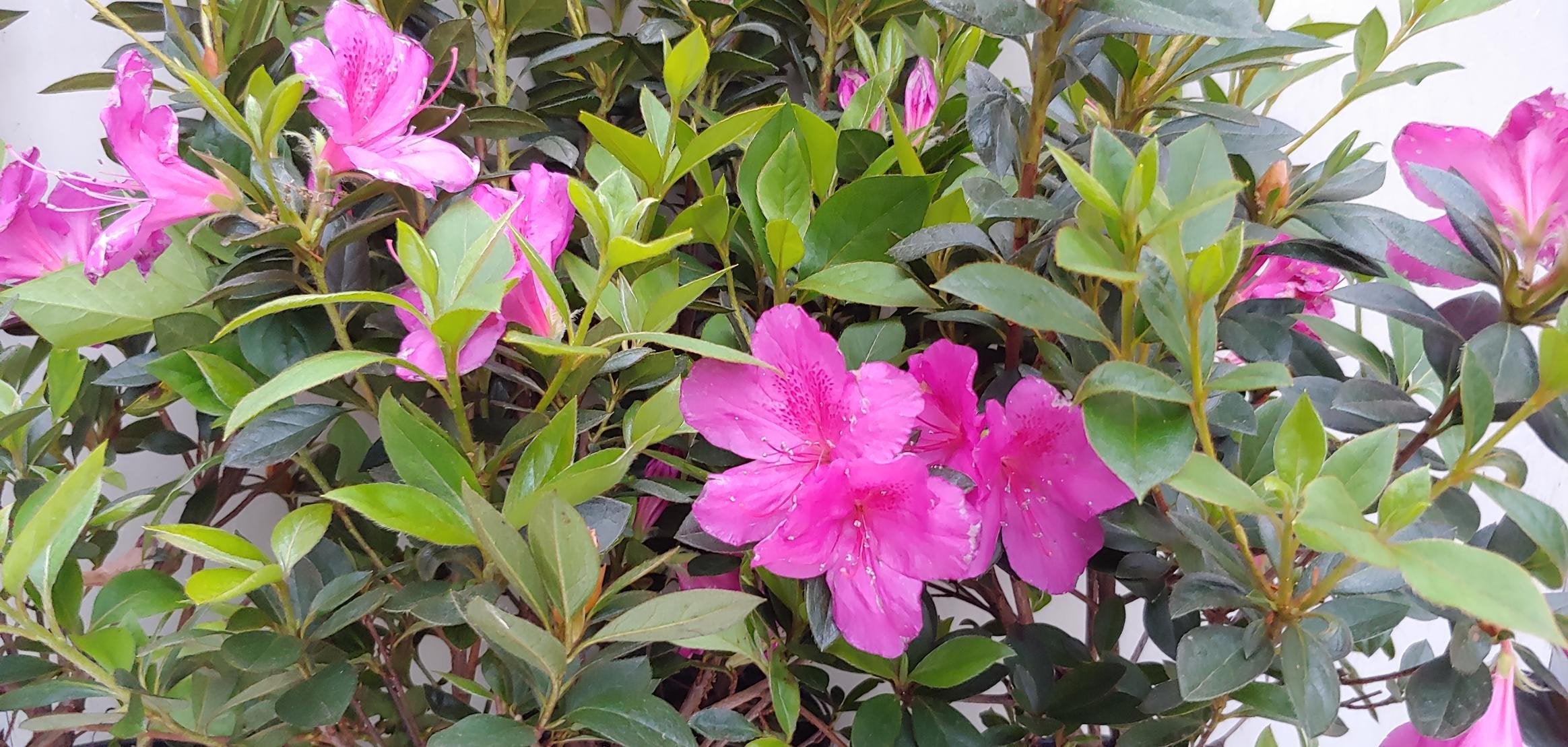 Azalea Purple Formosa Flower Gallon Pot