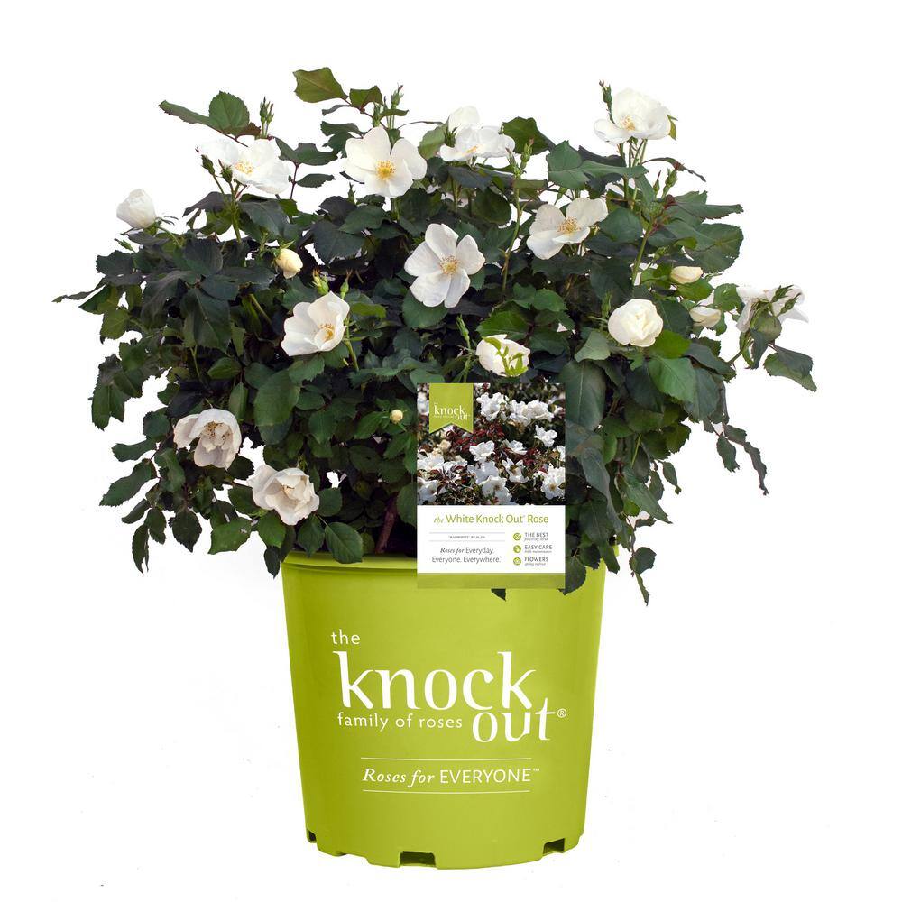 KNOCK OUT 1 Gal. White Knock Out Rose Bush with White Flowers 13170