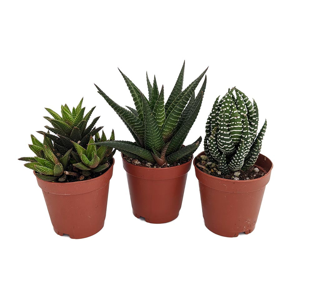 SUPER SALE - Haworthia Collection 3 Plants - Easy to grow/Hard to kill - 2