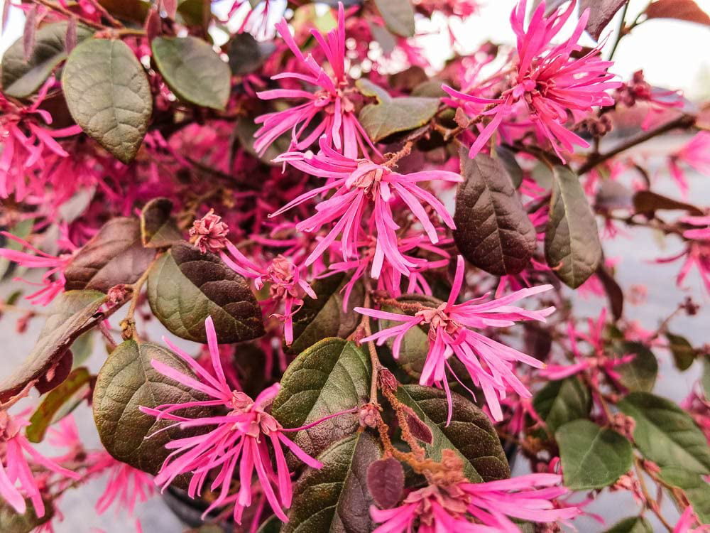 1 Gal. Ruby Loropetalum - Chinese Fringe Tree - Showy Tassel-Like Blooms