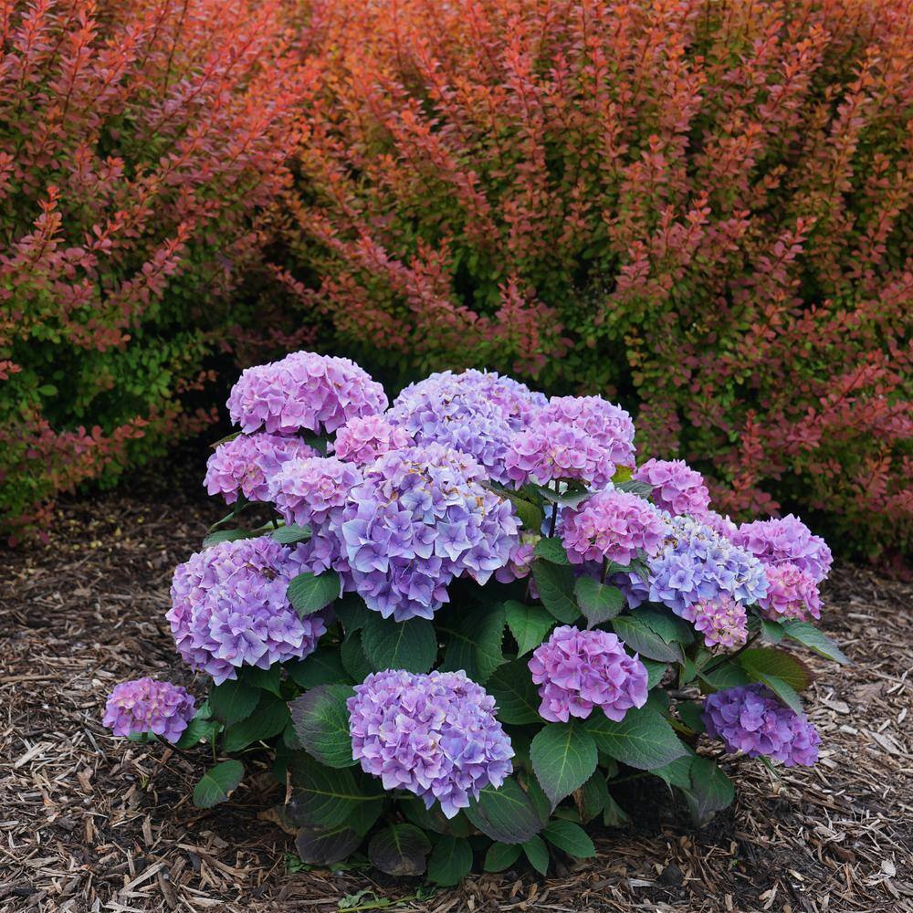 Proven Winners 2 Gal. Let's Dance Rhythmic Blue Hydrangea Shrub with Blue Flowers 14439