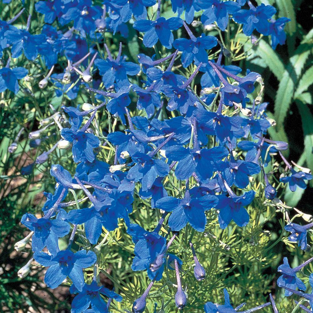 METROLINA GREENHOUSES 2.5 Qt. Pearl Blue Larkspur Plant 91421