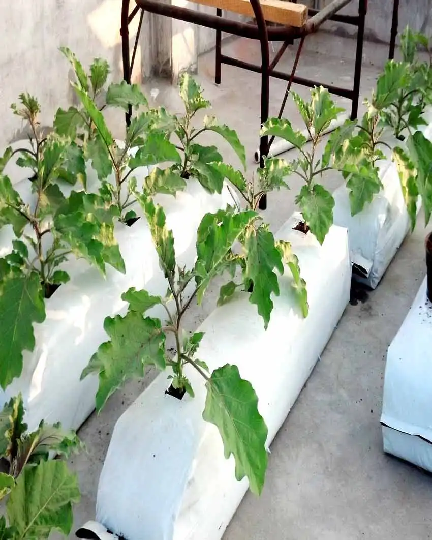 100% NaturalGood QualityCocopeat Growbag CoirPith ForStrawberry PlantPlastic GrowbagBell Pepper Best grow Bag At Wholesale price