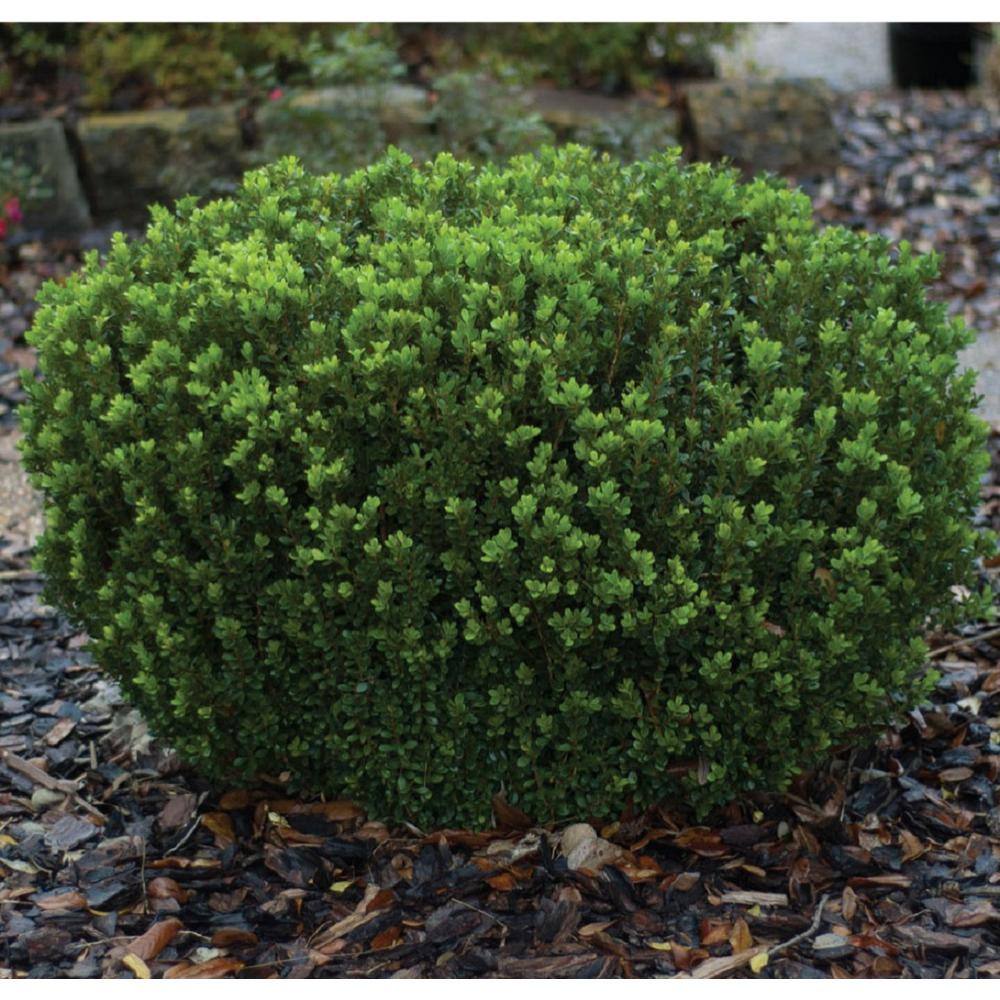 SOUTHERN LIVING 2 Gal. Boxwood Baby Gem Live Shrub Plant Glossy Green Foliage 06092