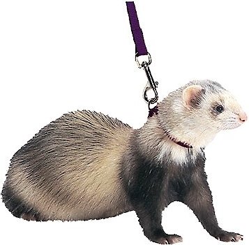 Marshall Harness and Lead Ferret Leash