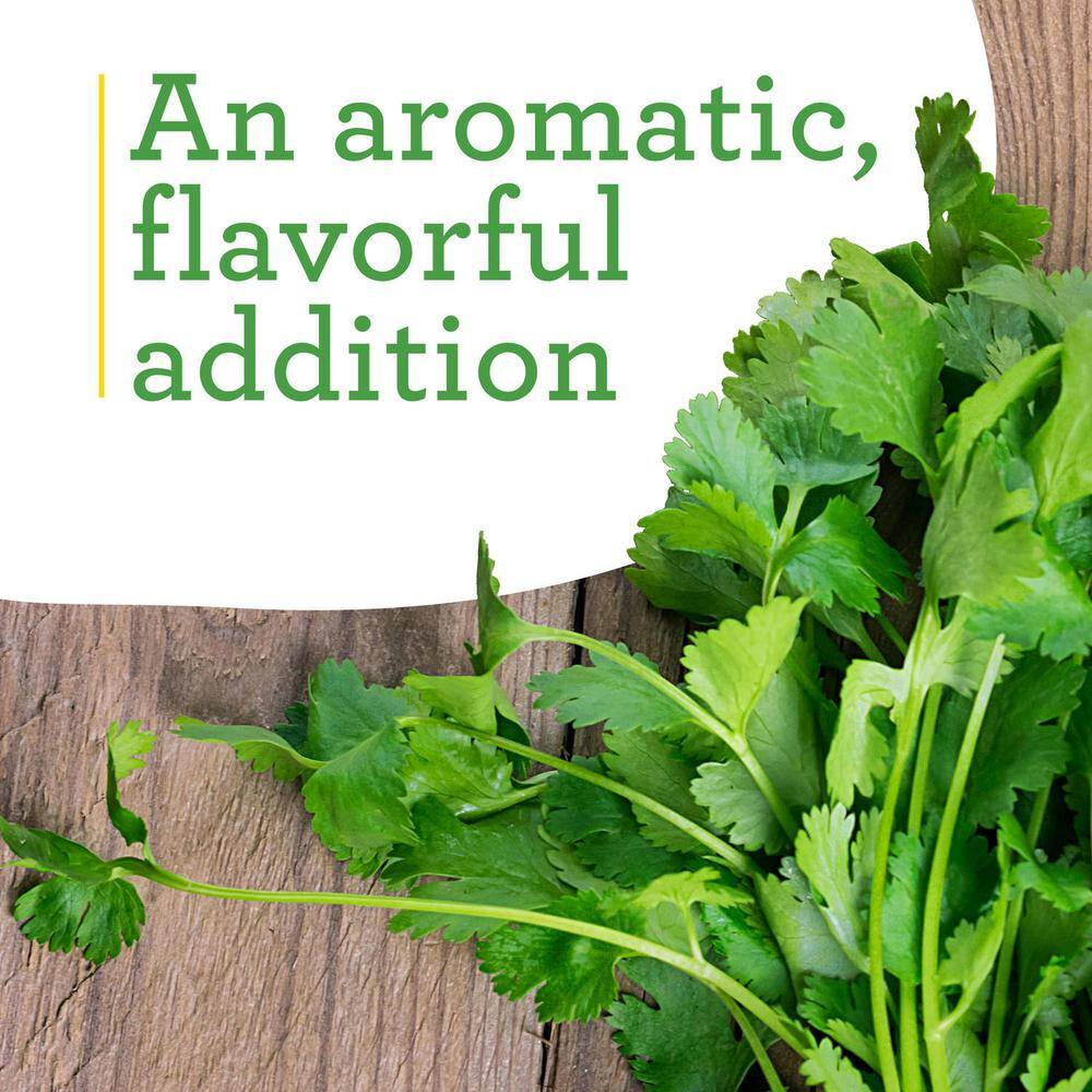Bonnie Plants 19 oz. Cilantro Herb Plant (2-Pack) 202005