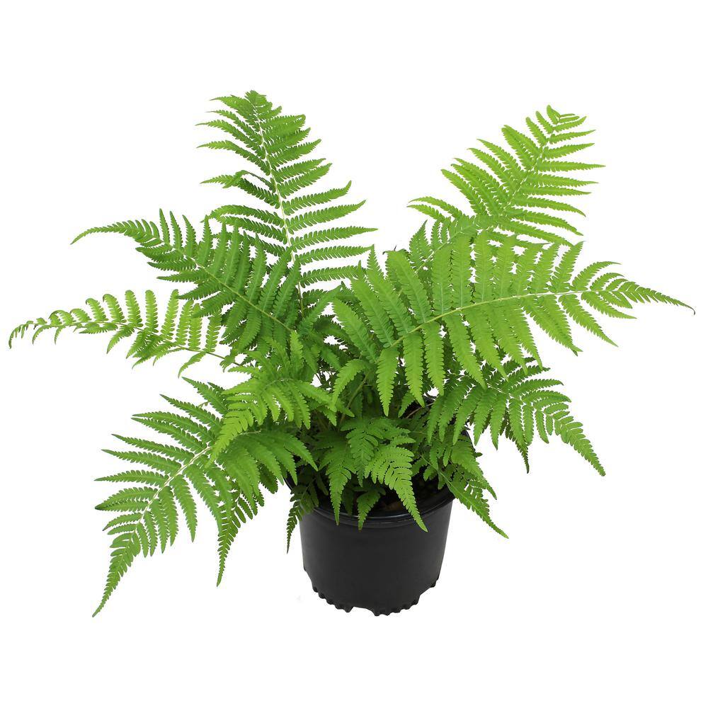 ALTMAN PLANTS 2 QT. Southern Wood Fern (Thelypteris Kunthii) Garden Perennial Shrub Plant in Grower Pot 0881296