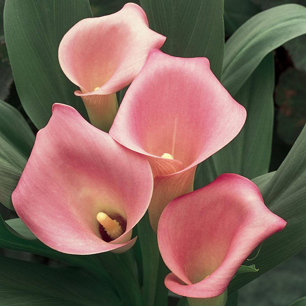 1 Gal. Pink Calla Calypso Plant 91366