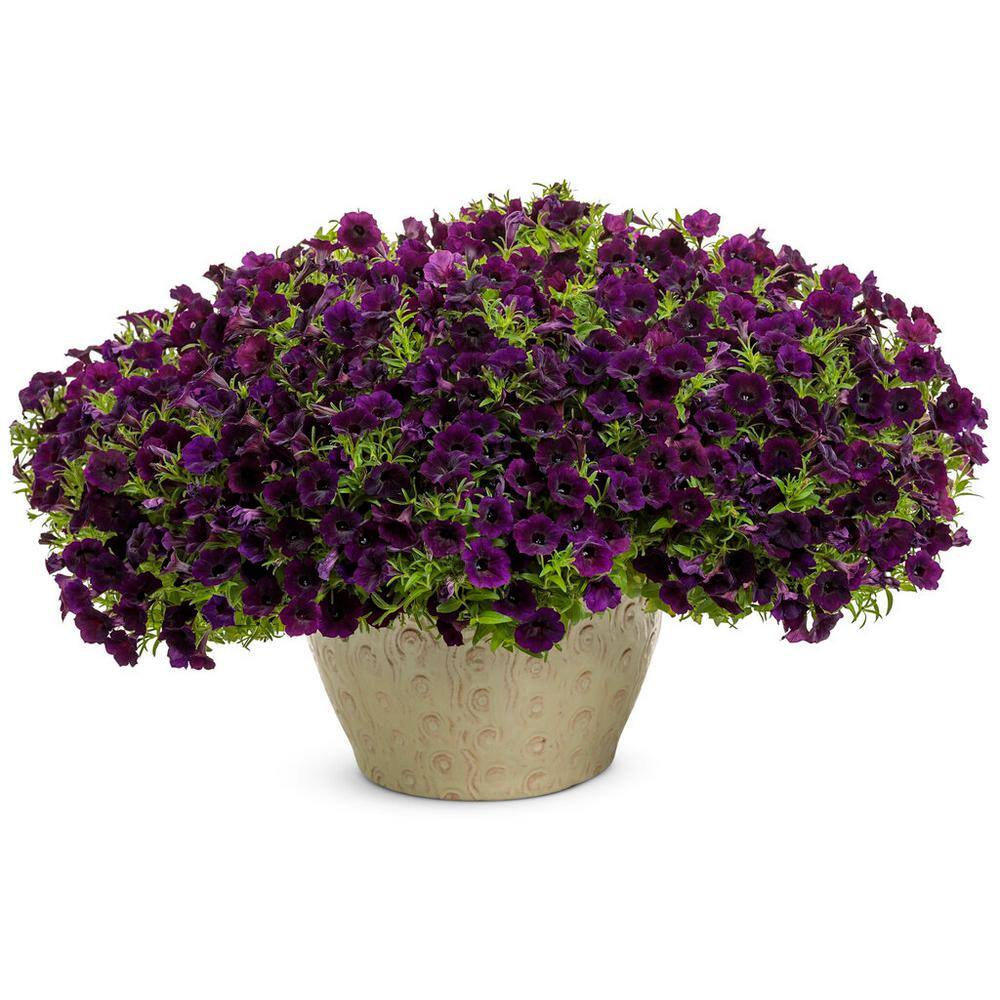 PROVEN WINNERS 4.25 in. Eco Plus Grande Supertunia Mini Vista Midnight Live Annual Plant Purple Flowers (4-Pack) SUPPRW6257504