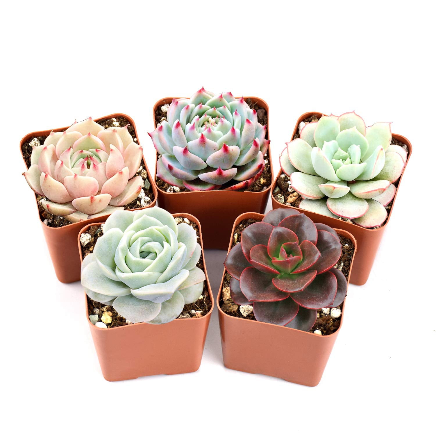 Live Succulent Plants， 5 Assorted Rare Succulents Rooted in 2