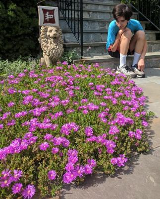 Classy Groundcovers - Delosperma cooperi Mesembryanthemum cooperi， similar to D. sutherlandii {25 Pots - 3 1/2 inch Square}