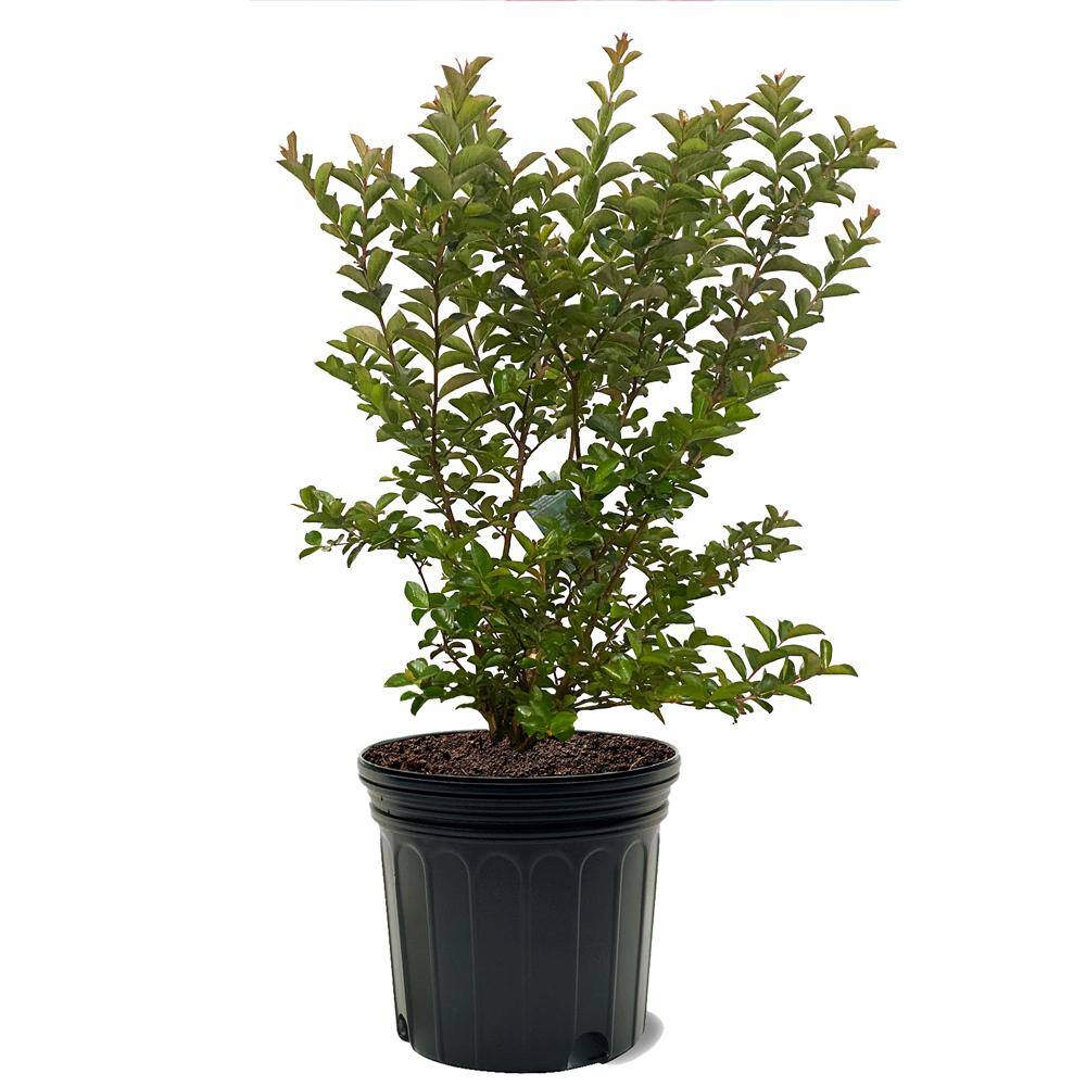 7 Gal. Sioux Crape Myrtle Tree CRMSIO07G