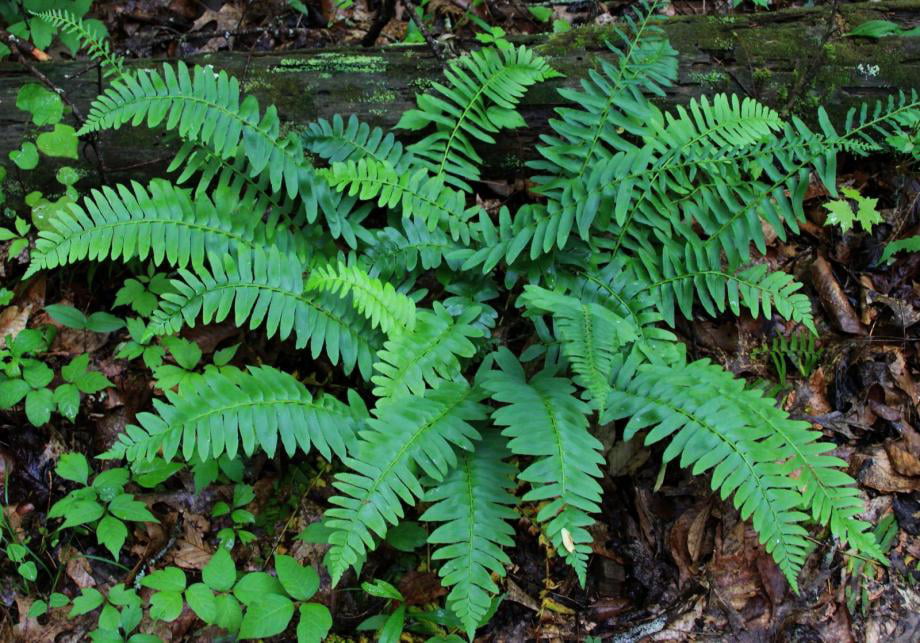 Classy Groundcovers - Polystichum acrostichoides Nephrodium acrostichoides {25 Bare Root Plants}