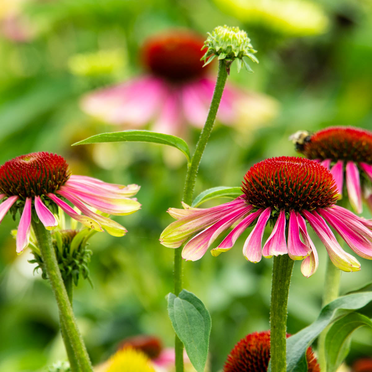 Green Twister Coneflower Dormant Bare Root Perennial Roots (3-Pack)