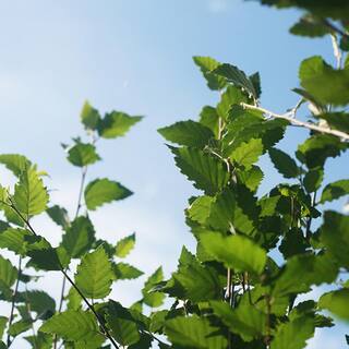 Perfect Plants 5 Gal. River Birch Tree (2-Pack) THD00420