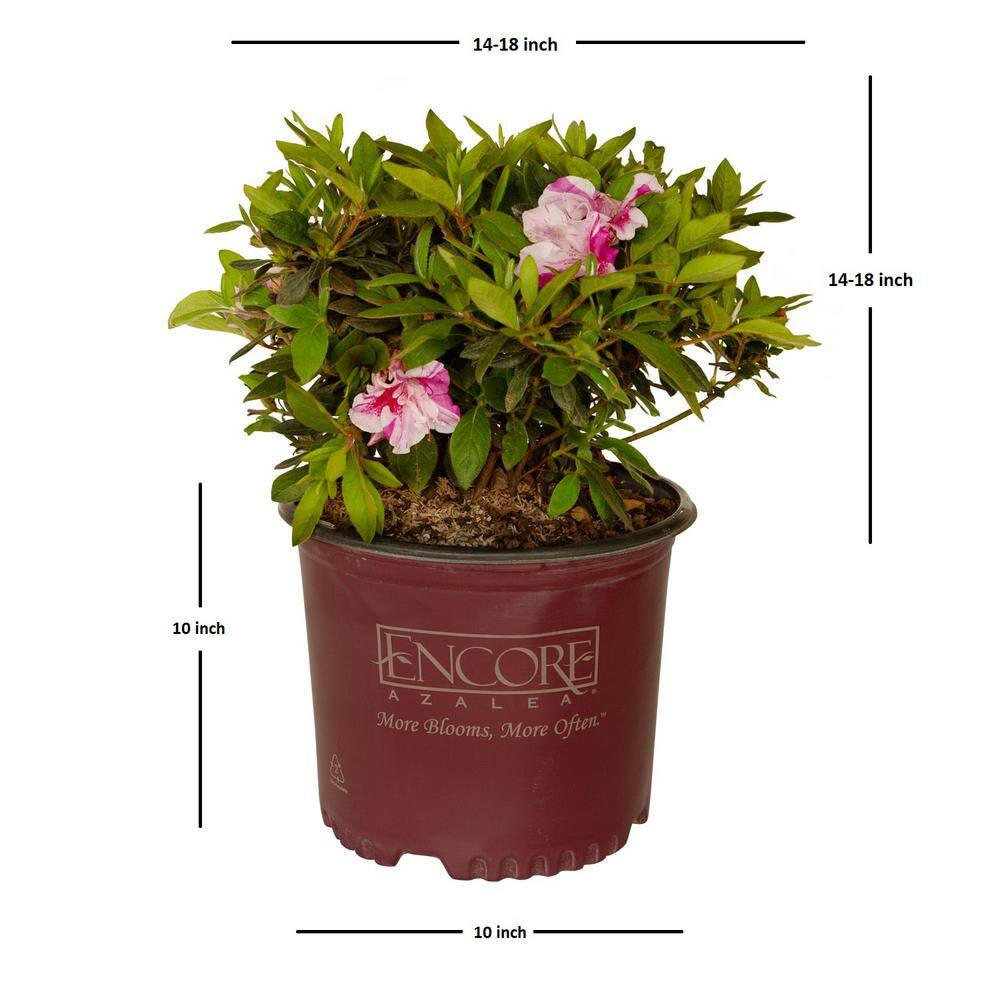 ENCORE AZALEA 3 Gal. Autumn Twist Shrub with Purple and White Reblooming Flowers 80563
