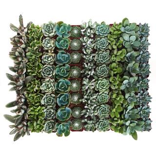 Shop Succulents 2 in. BlueGreen Collection Succulent (Collection of 140) BG140