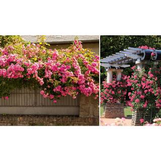 national PLANT NETWORK Bare Root Climbing Eden Rose Pretty in Pink (2-Pack) HD1592