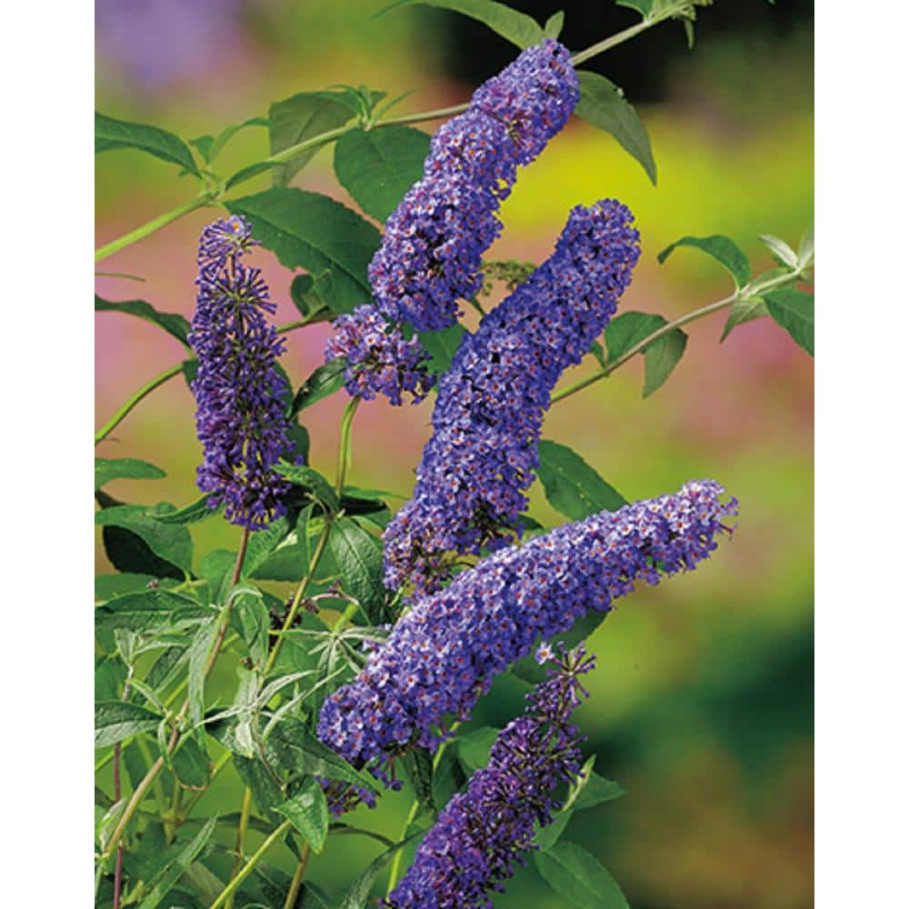 PROVEN WINNERS 3 Gal. Pugster Blue Butterfly Bush (Buddleia) Live Flowering Shrub with True-Blue Flowers PWBUD3PBL1PK