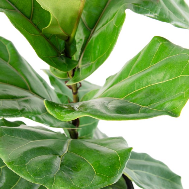 Fiddle Leaf Fig Plant - National Plant Network