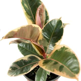 national PLANT NETWORK 2.5 Qt. Rubber Tree 'Ruby' Ficus Plant in Grower Pot HD7312