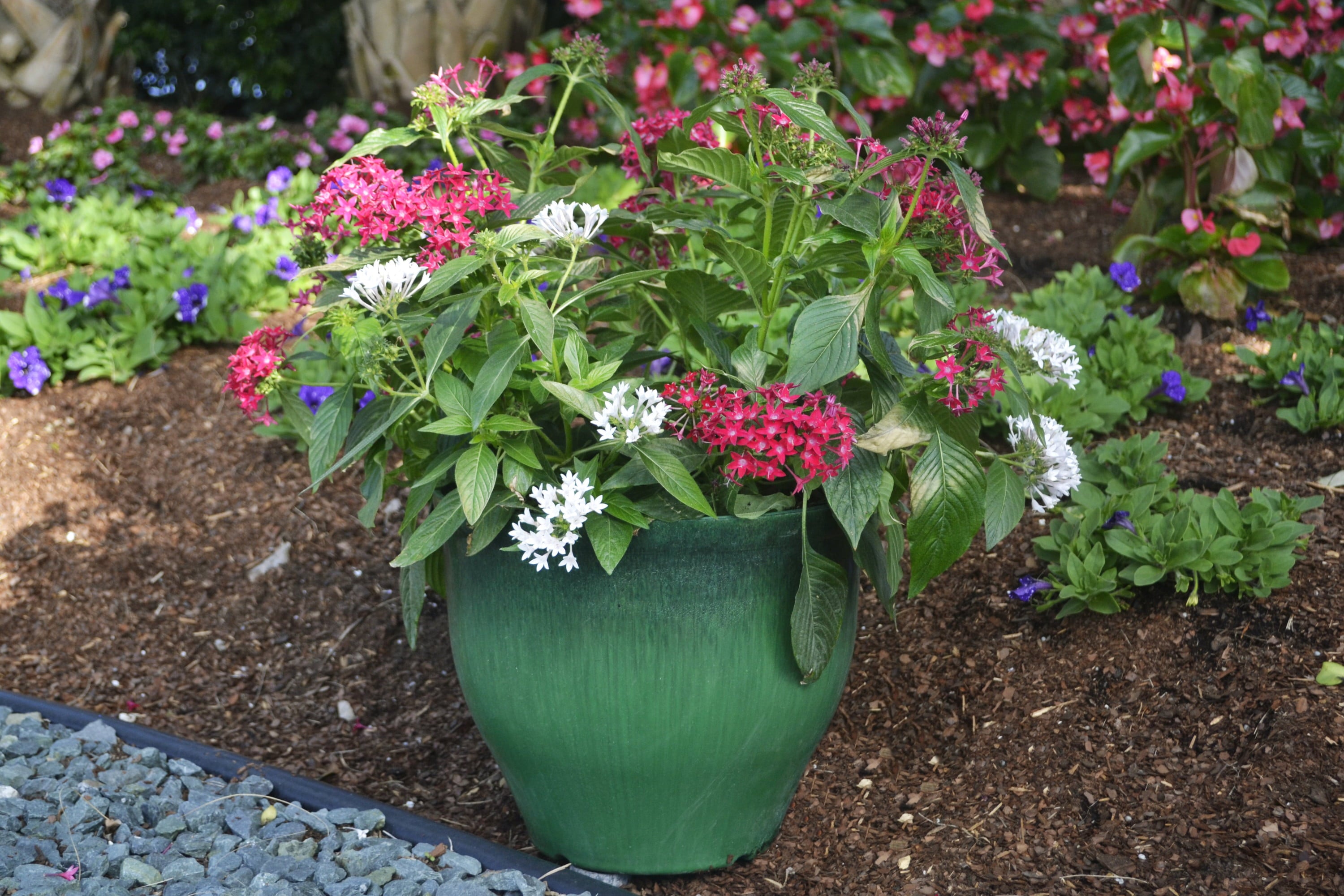 Costa Farms  Live Outdoor 13.5in. Tall White Pentas; Full Sun Outdoors Plant in 4.5in. Grower Pot， 8-Pack